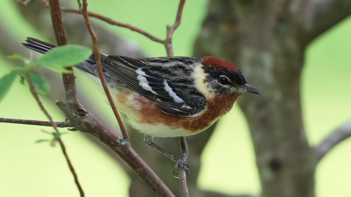 Bay-breasted Warbler - ML344427331
