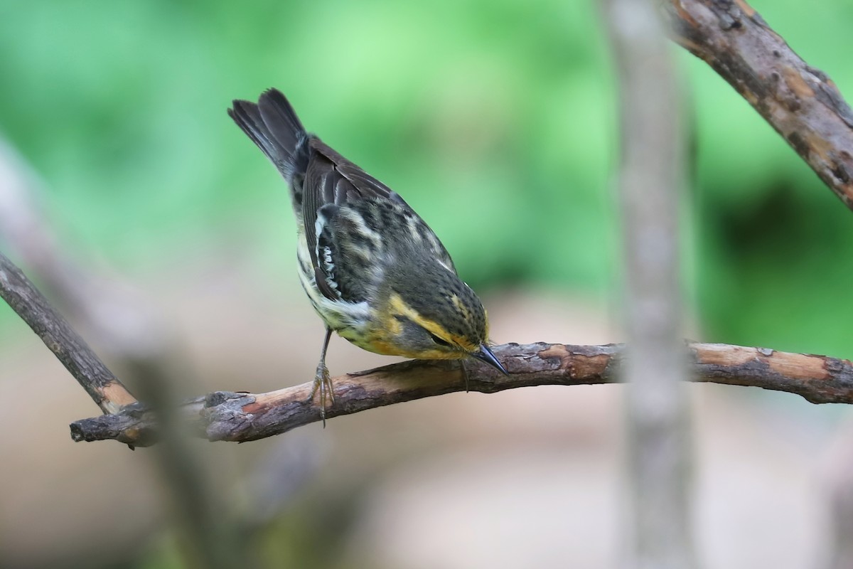 Blackburnian Warbler - Brenda Bull