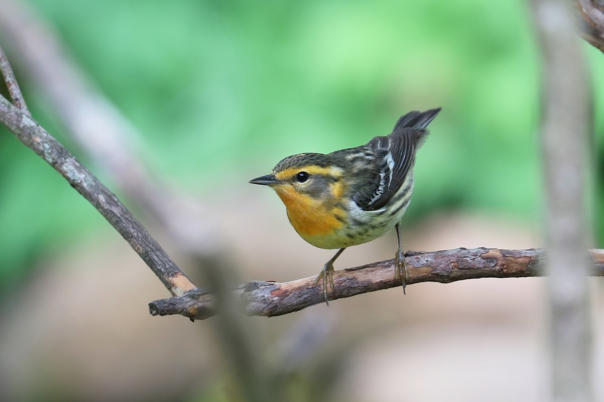 Blackburnian Warbler - Brenda Bull