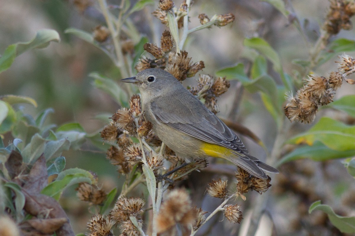 Virginia's Warbler - Justyn Stahl
