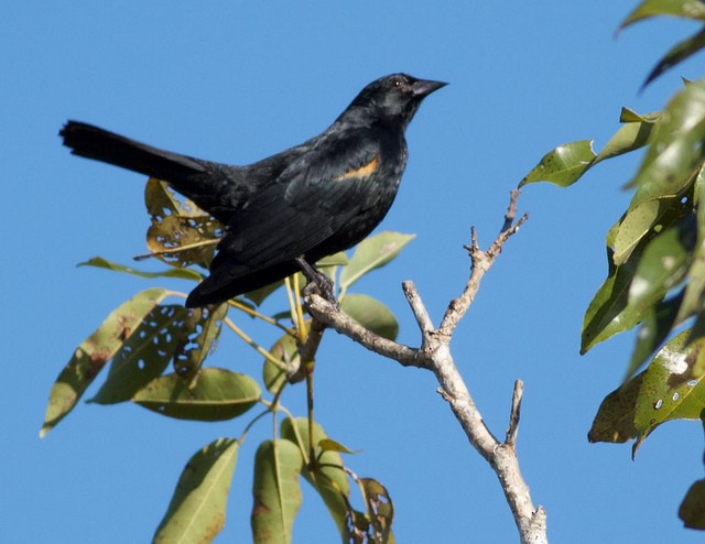 Tawny-shouldered Blackbird - Anonymous