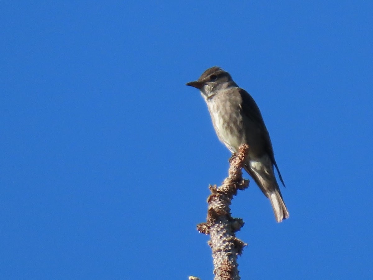 Olive-sided Flycatcher - ML344429921