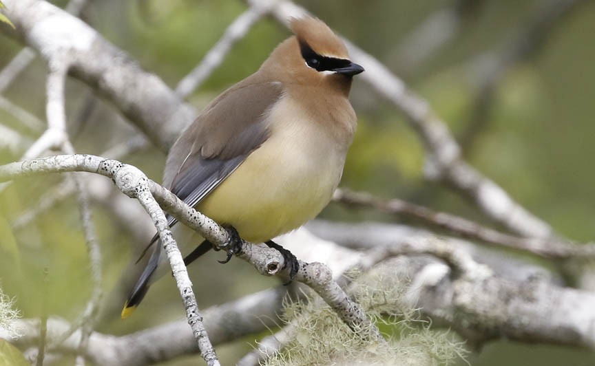 Cedar Waxwing - ML344429951