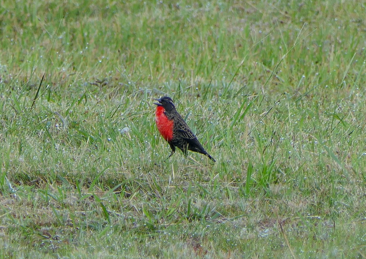 Red-breasted Meadowlark - ML344430551