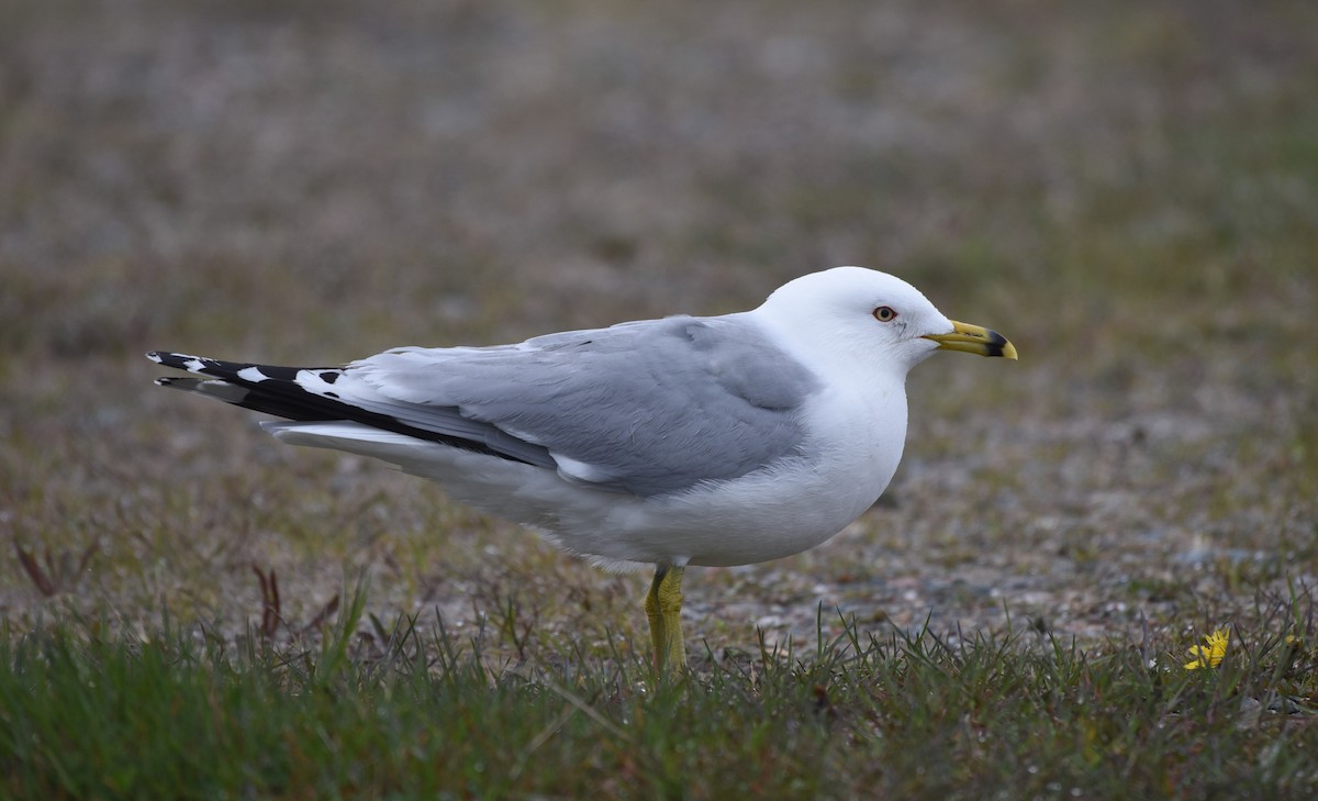 Ring-billed Gull - Kathy Marche