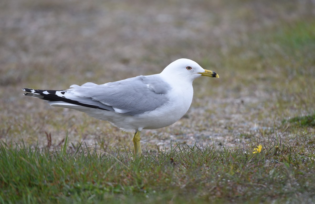 Ring-billed Gull - Kathy Marche