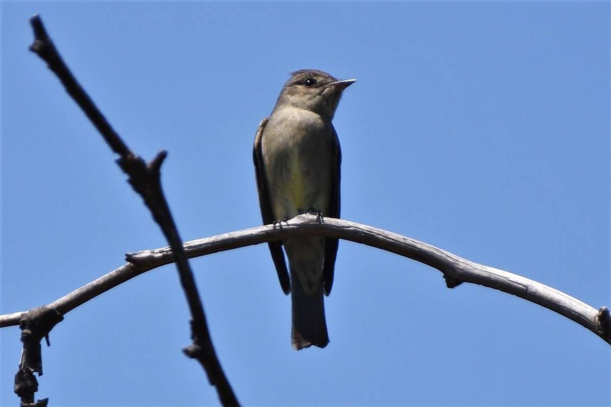 Western Wood-Pewee - ML344434381