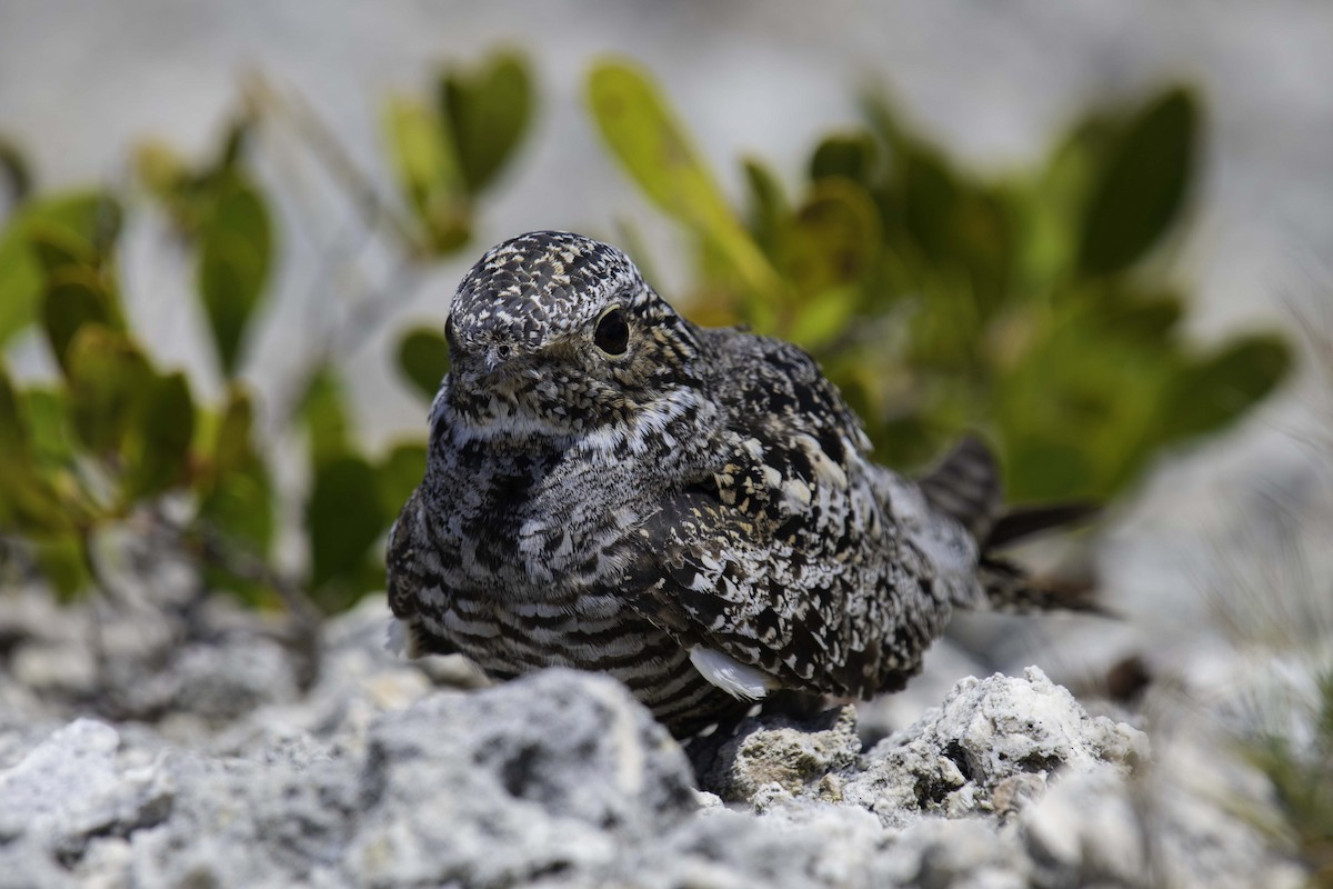 Antillean Nighthawk - Homer Gardin