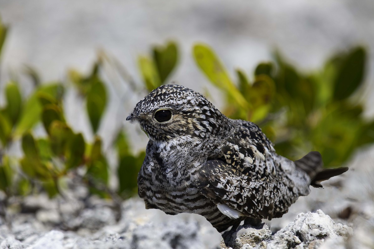 Antillean Nighthawk - Homer Gardin