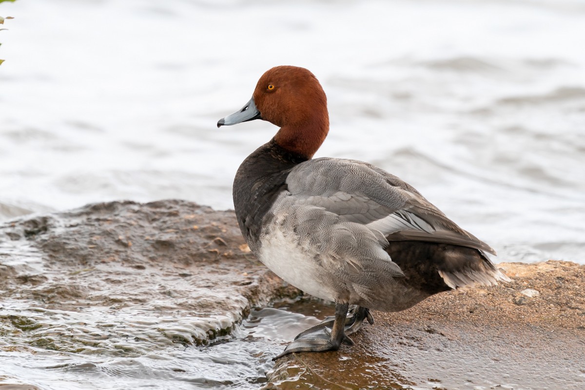 Redhead - Jerry Vanbebber