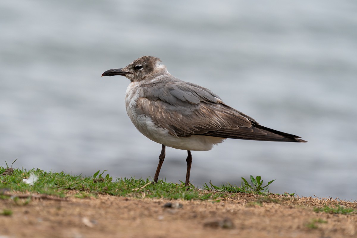 Laughing Gull - Jerry Vanbebber