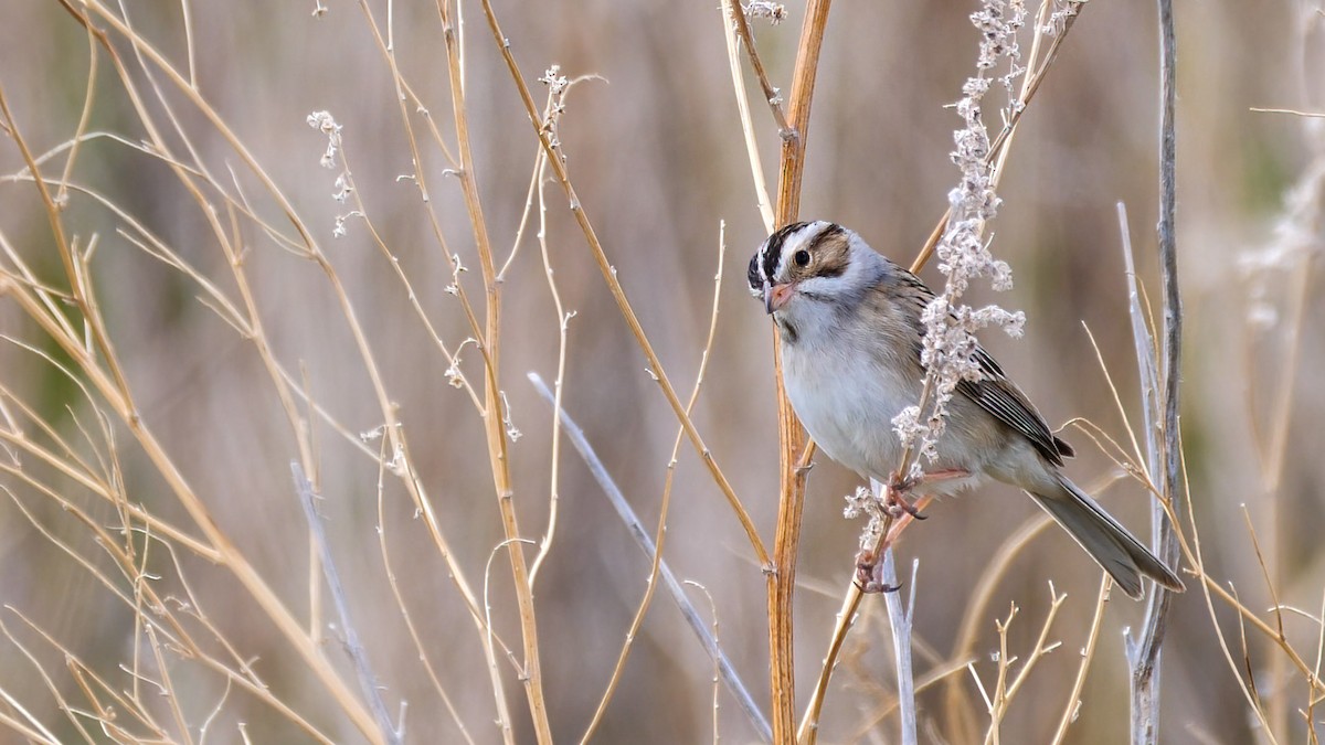 Clay-colored Sparrow - ML344437861