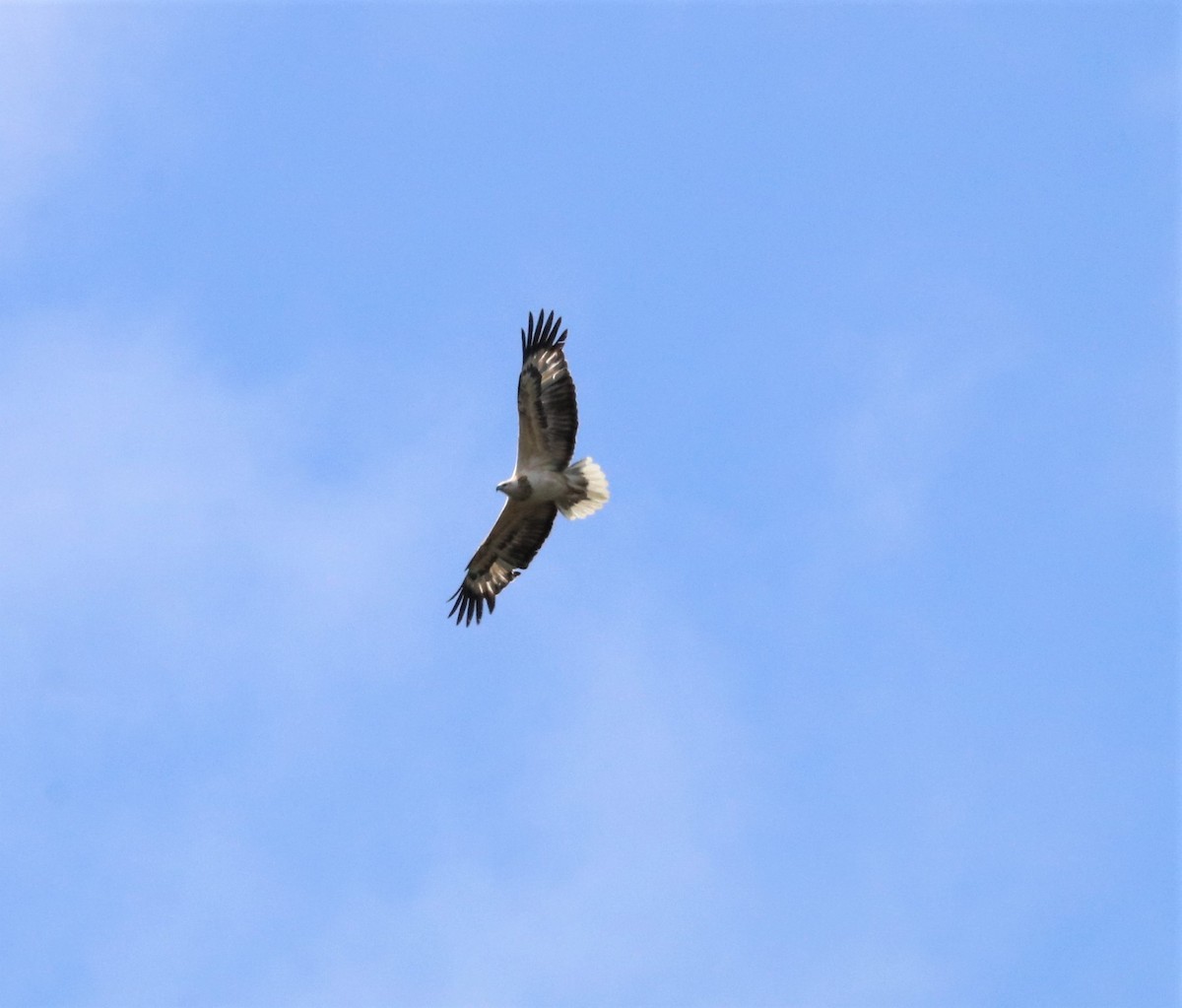 White-bellied Sea-Eagle - ML344440181