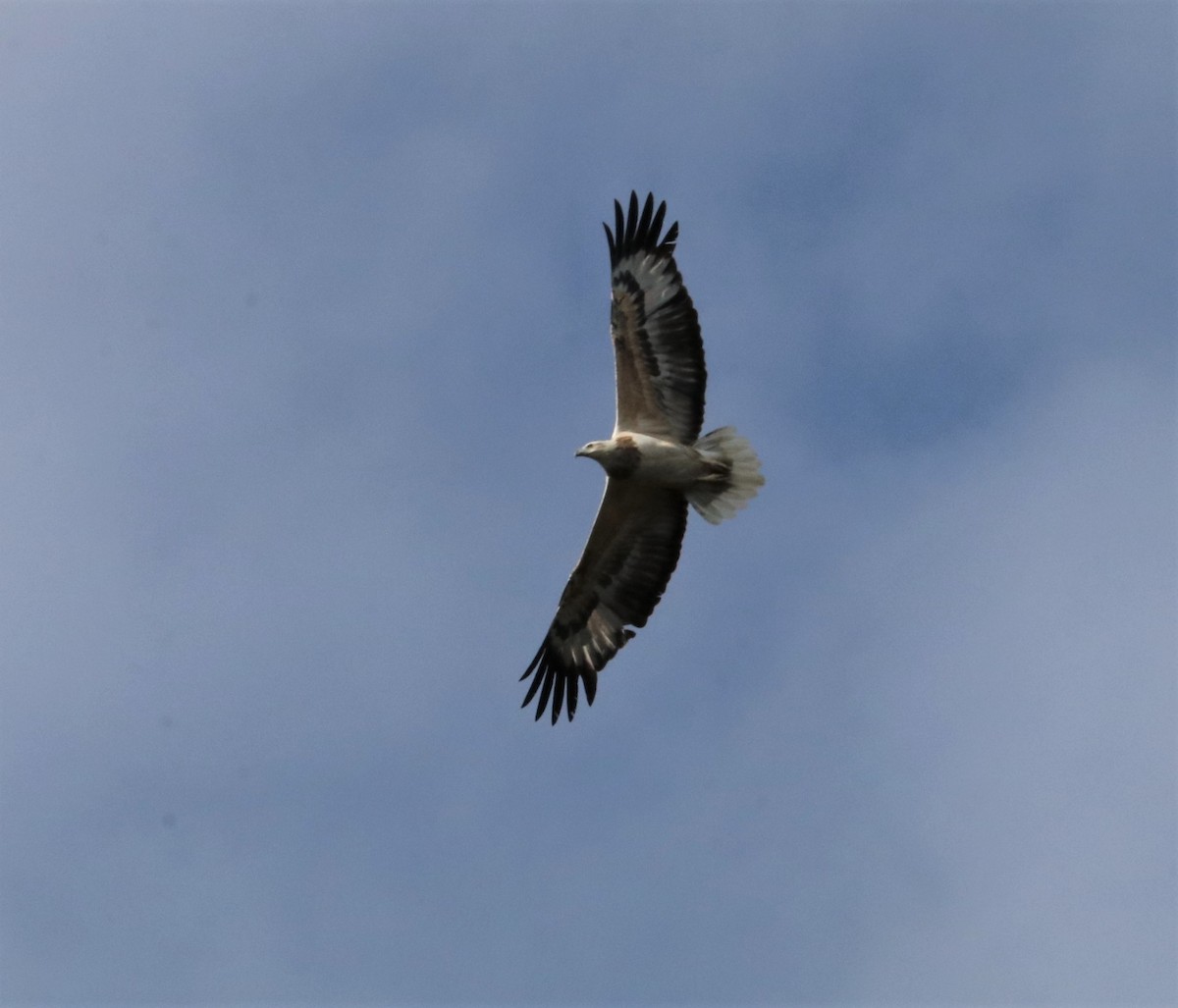 White-bellied Sea-Eagle - David Ekdahl