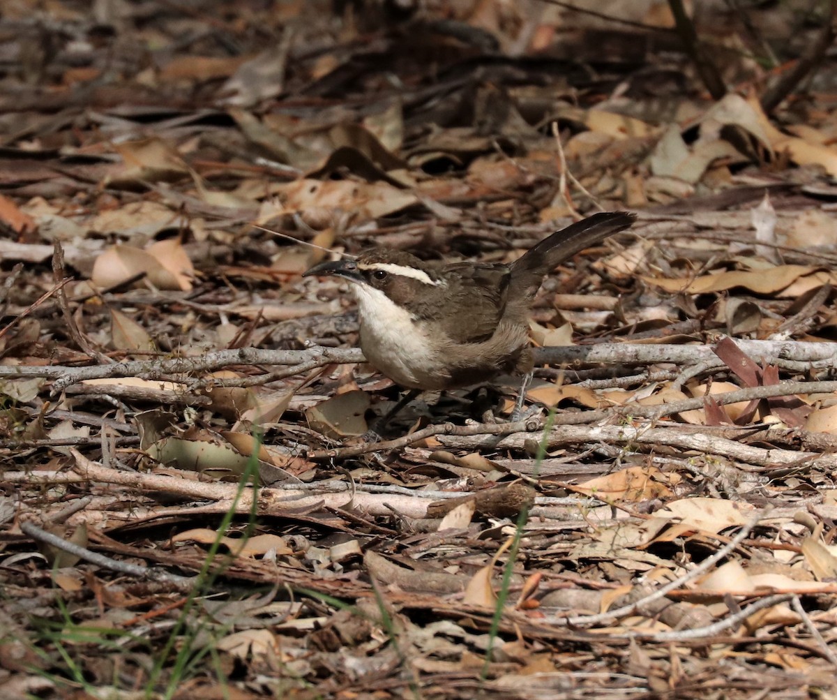 White-browed Babbler - ML344440241