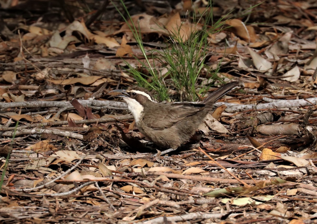 White-browed Babbler - ML344440251