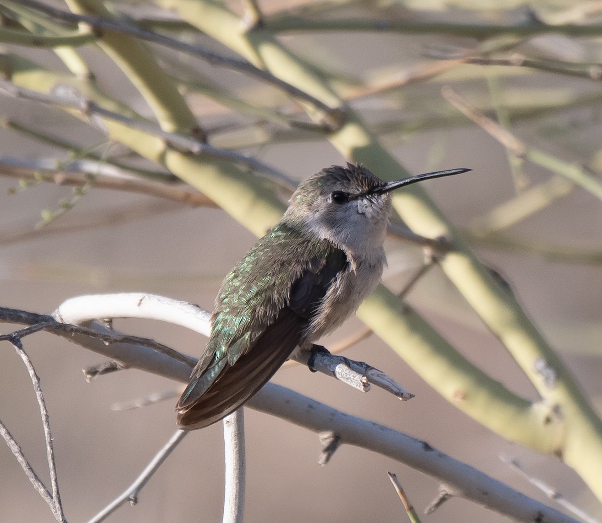 Costa's Hummingbird - ML344441241