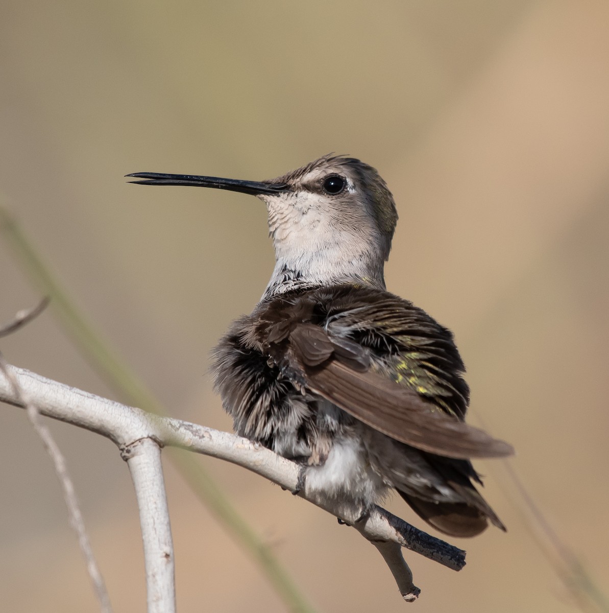 Costa's Hummingbird - ML344441271