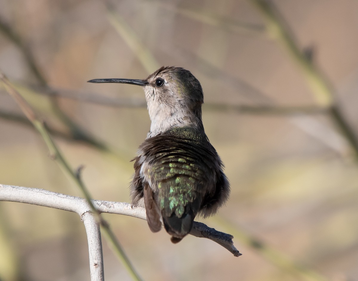 Costa's Hummingbird - ML344441281
