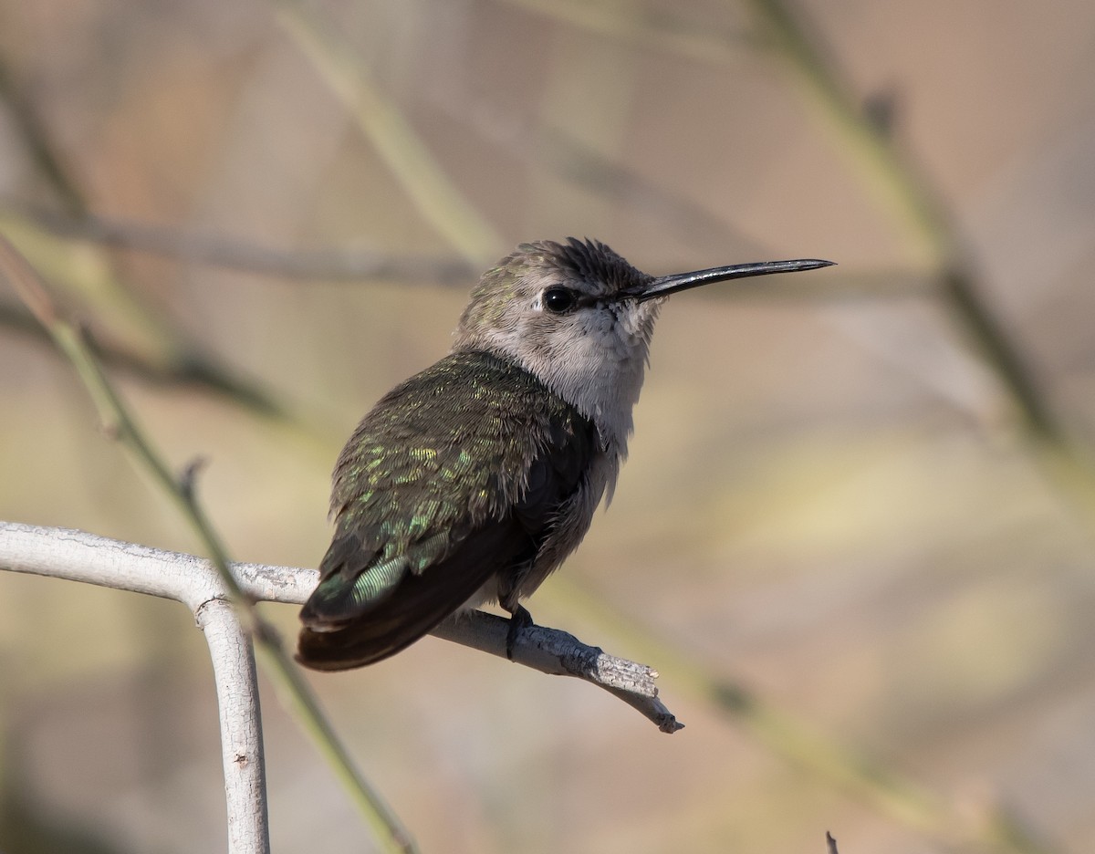 Costa's Hummingbird - ML344441291