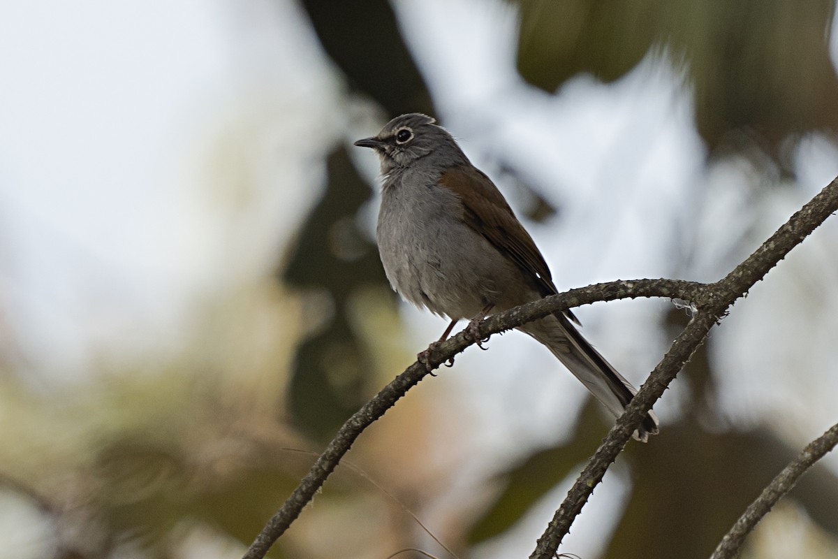 Brown-backed Solitaire - ML344441731