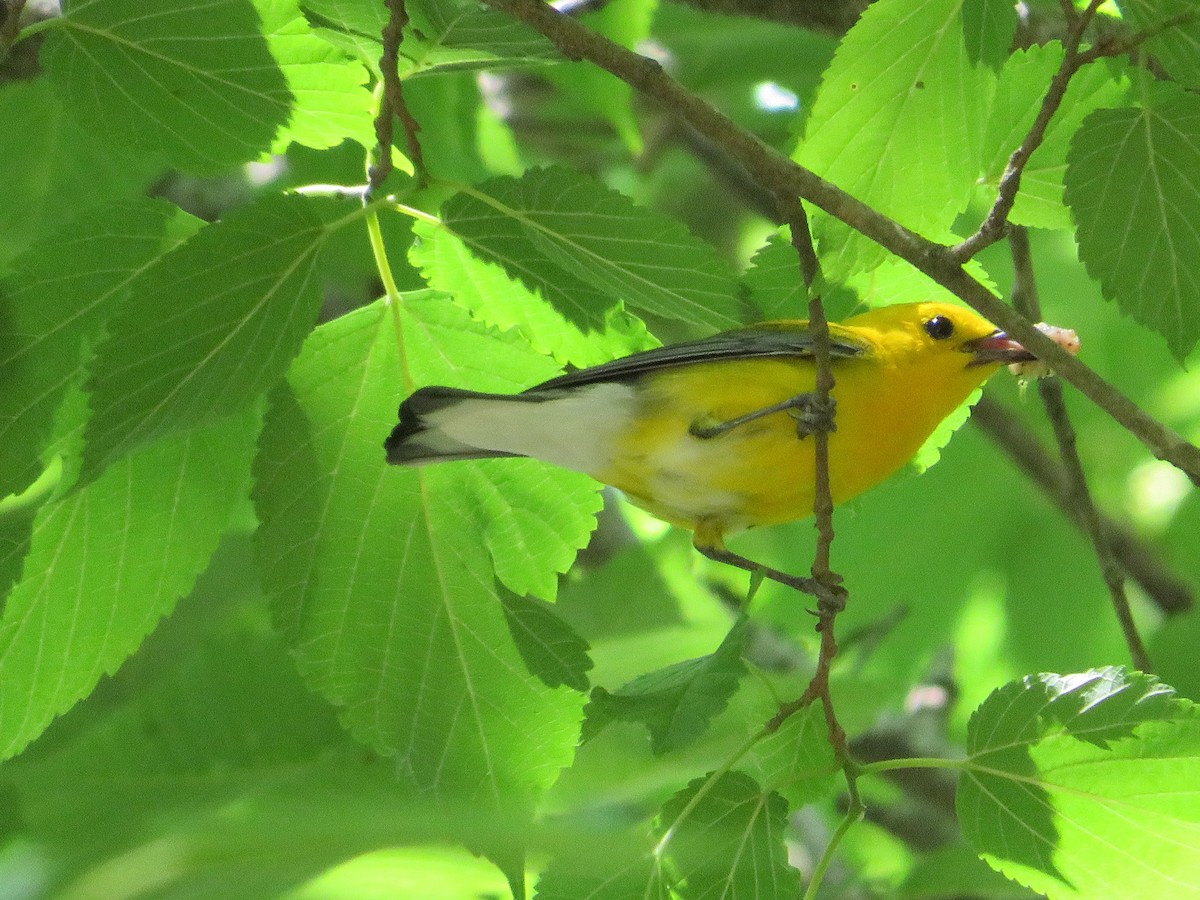 Prothonotary Warbler - ML344441831
