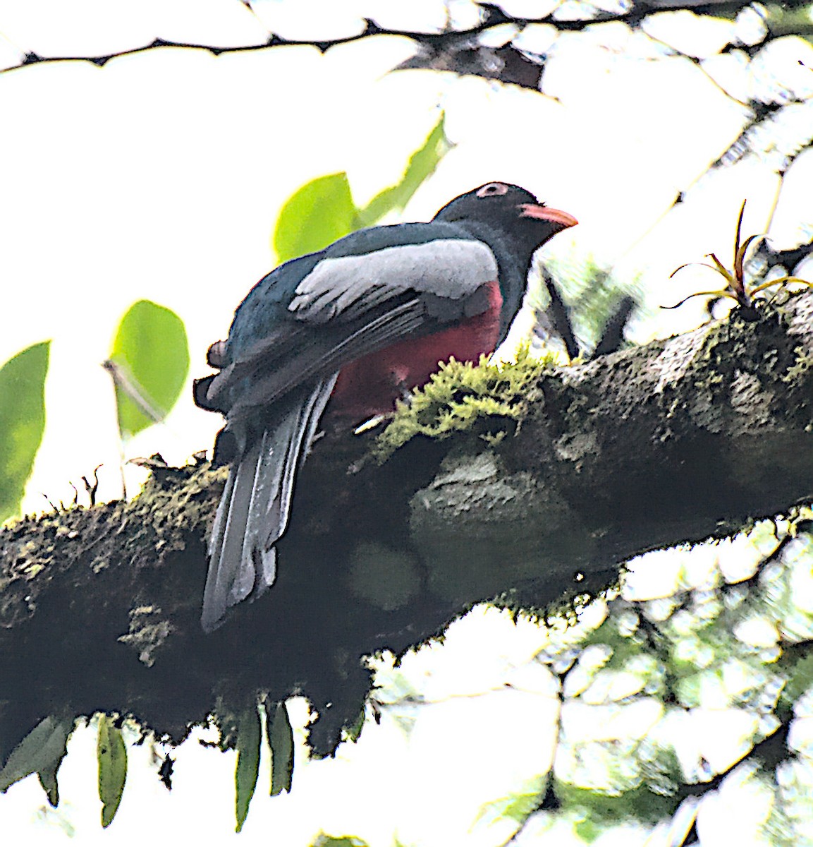 Slaty-tailed Trogon - ML344441991