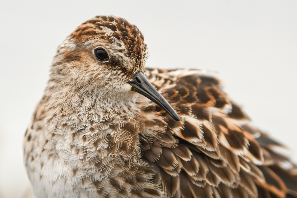 pygmésnipe - ML344448041