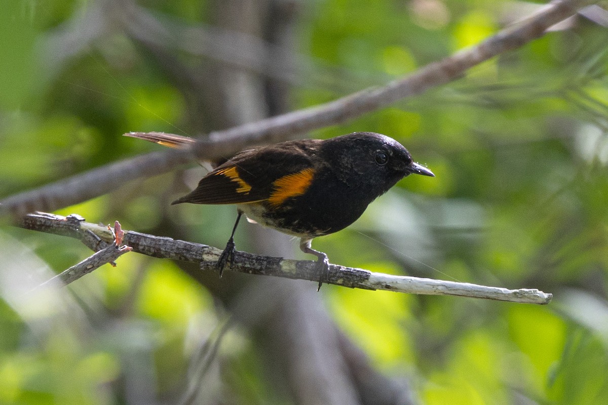 American Redstart - ML344449391