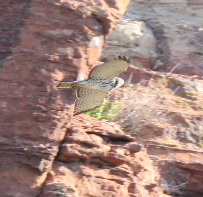 Broad-winged Hawk - ML344449481