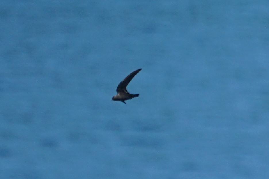 Black Swift - ML344450741