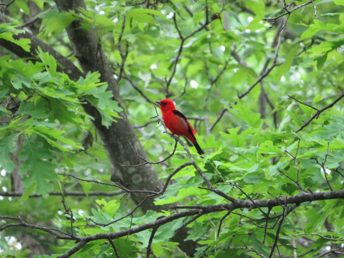 Scarlet Tanager - ML344451151