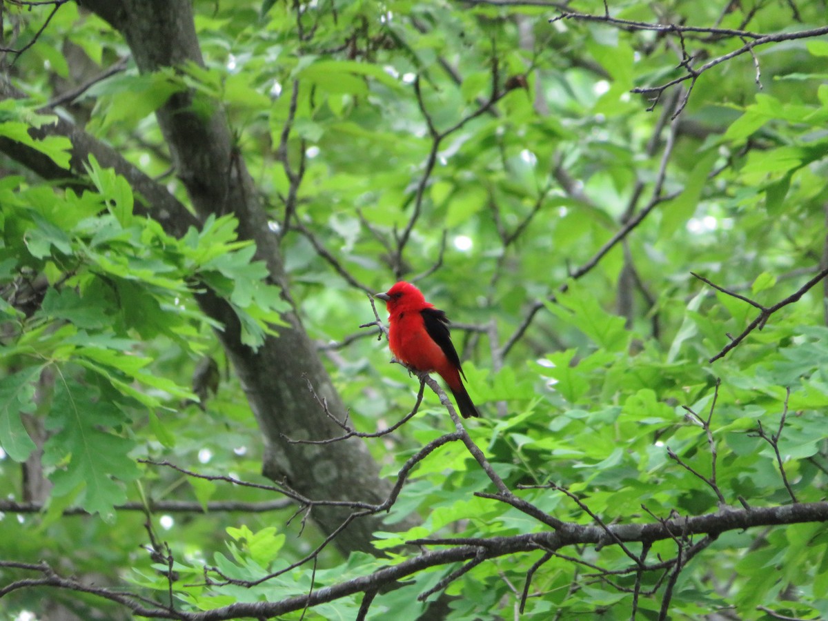 Scarlet Tanager - ML344451161