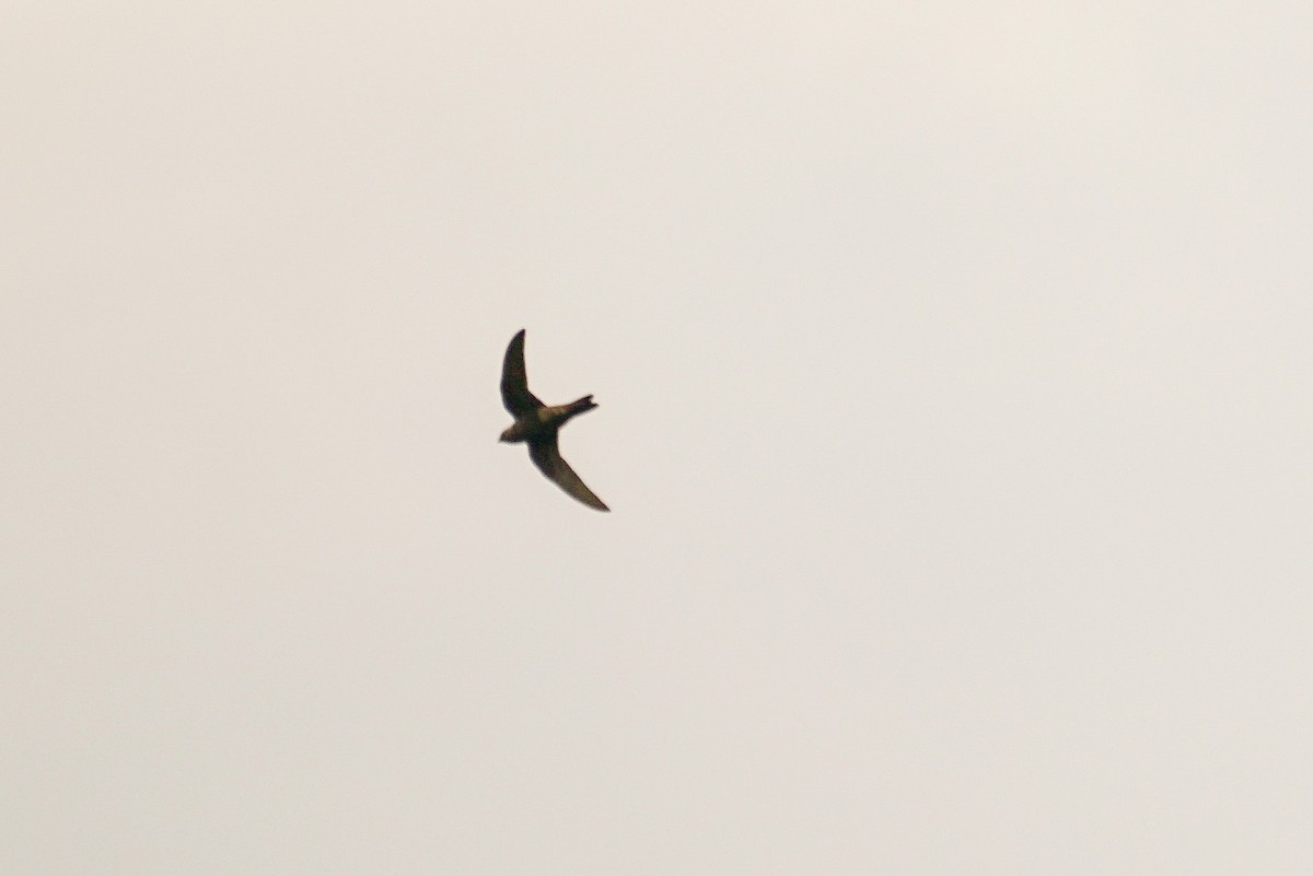 Black Swift - ML344451261