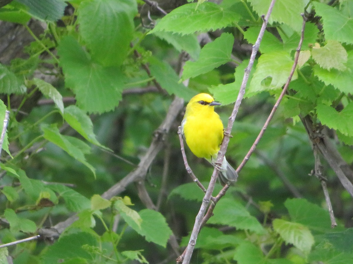 Blue-winged Warbler - ML344451301