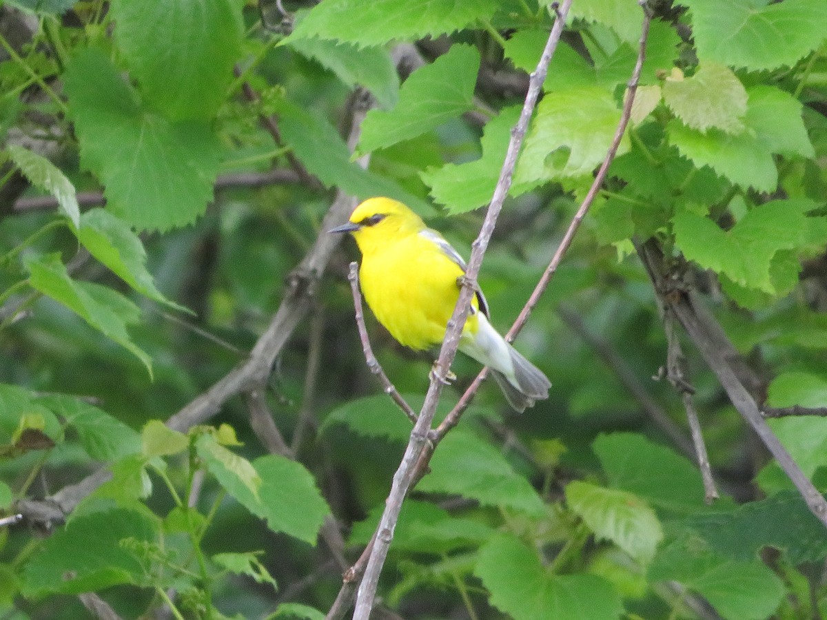 Blue-winged Warbler - ML344451311