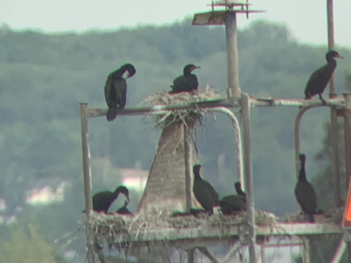 Double-crested Cormorant - ML344451901