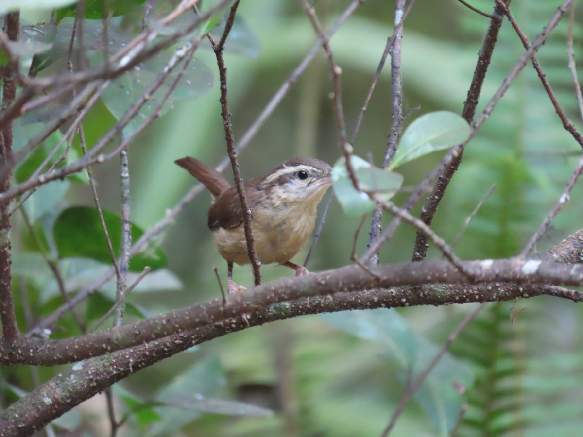 Carolina Wren - ML344452431