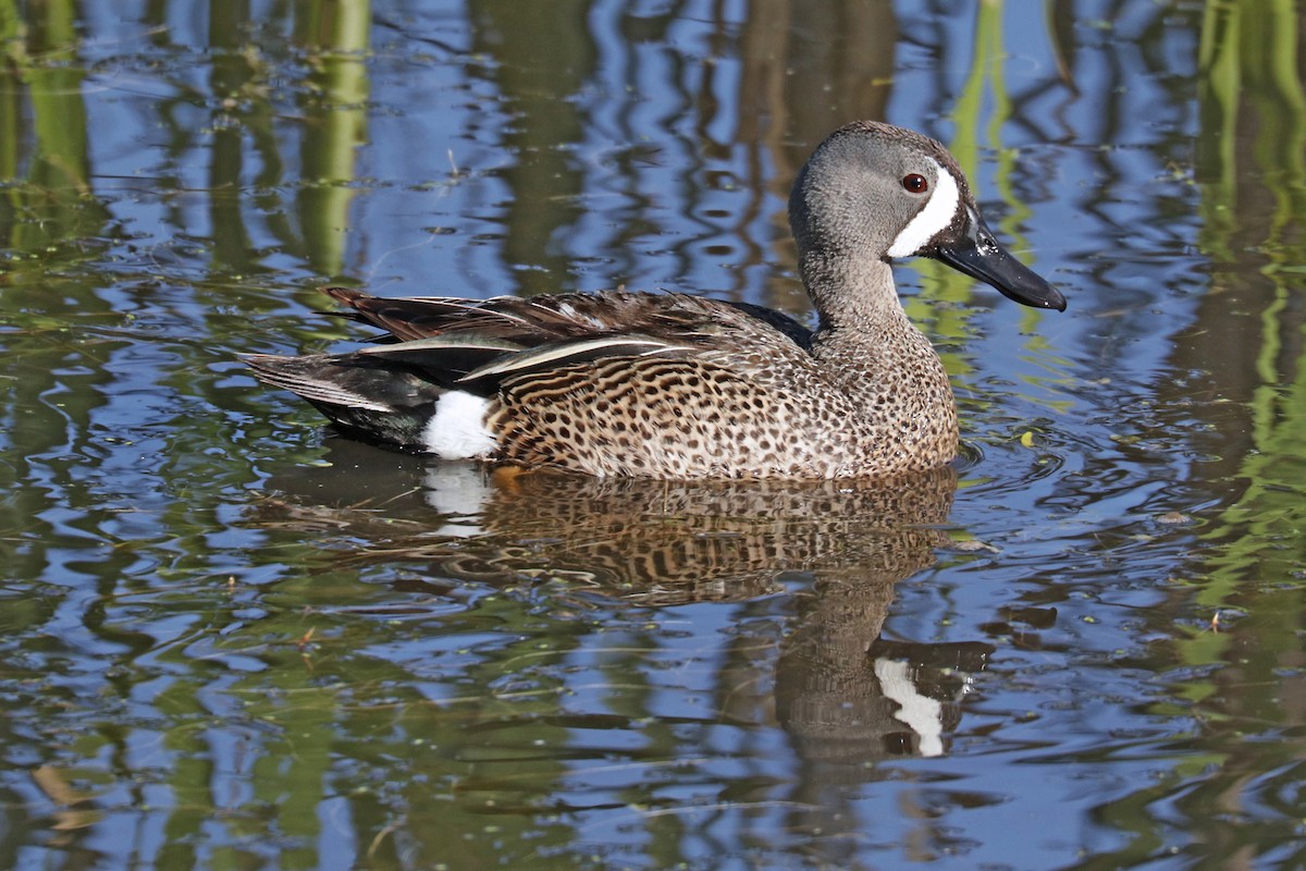 Blue-winged Teal - ML344452991