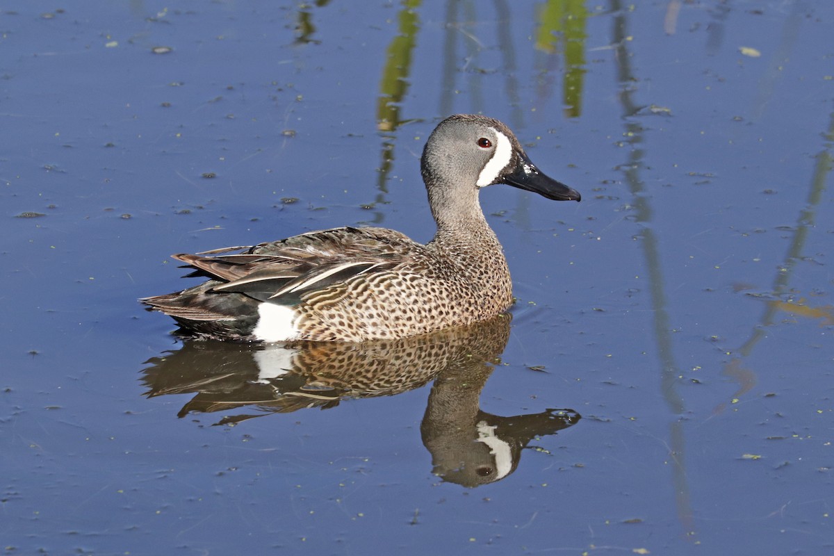 Blue-winged Teal - ML344453141