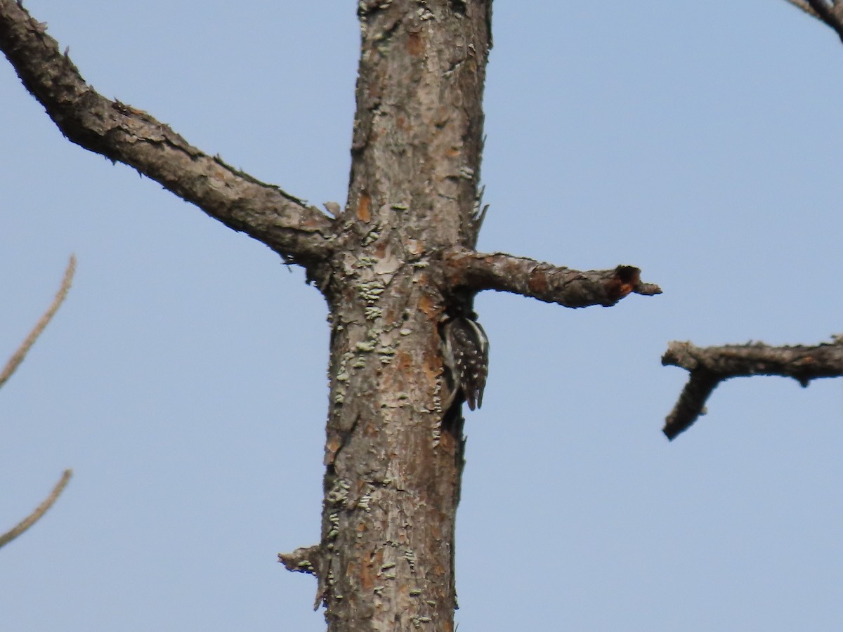 Downy Woodpecker - ML344453331