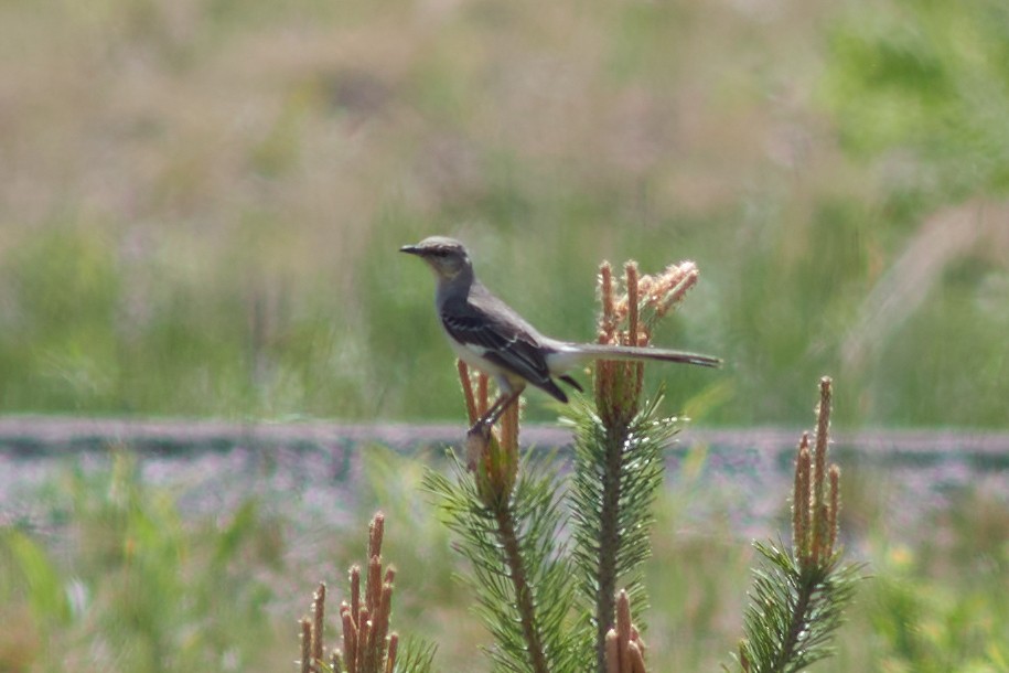 Northern Mockingbird - Ivan Wiljanen