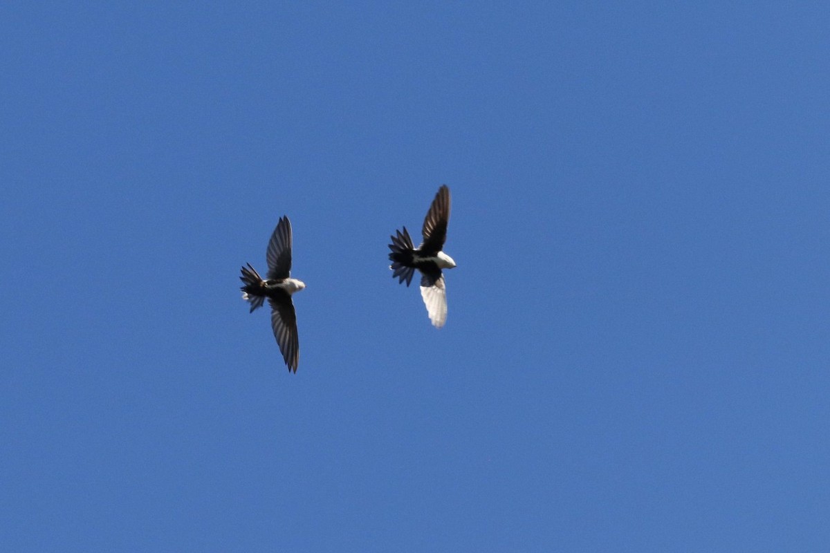 White-throated Swift - ML344455001