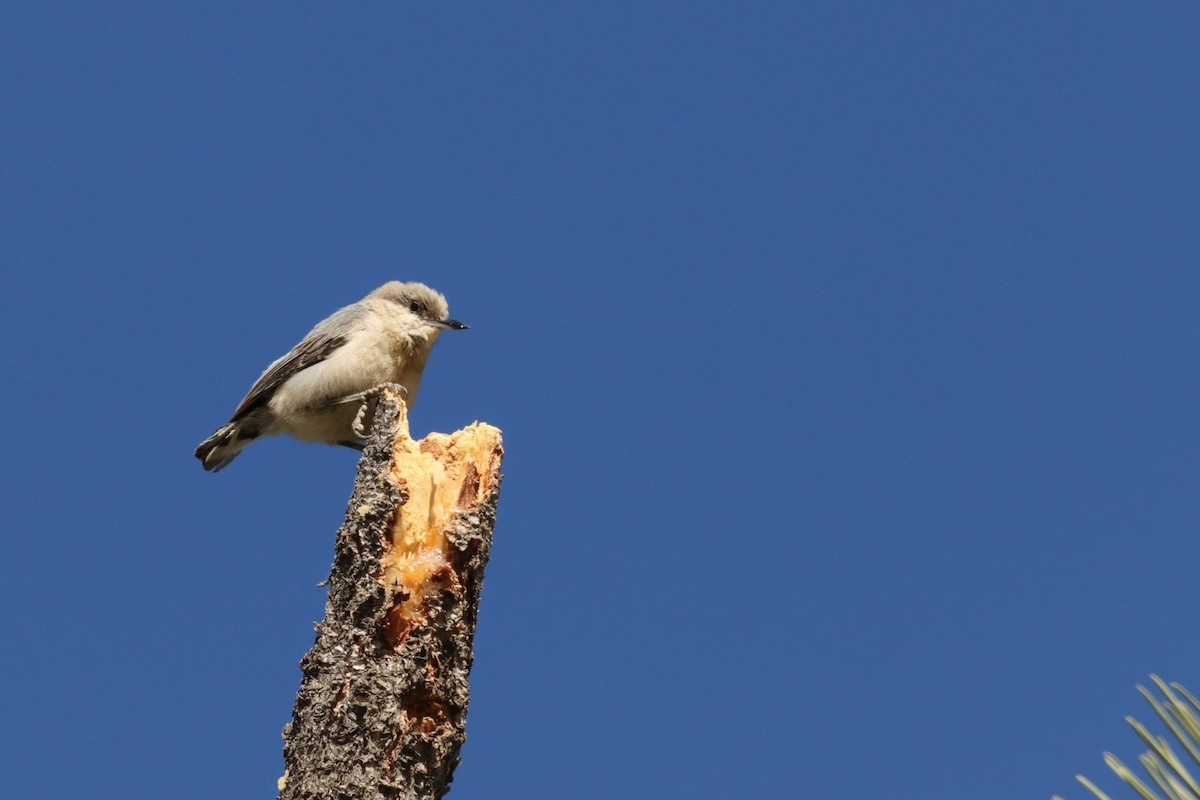 Pygmy Nuthatch - ML344455521