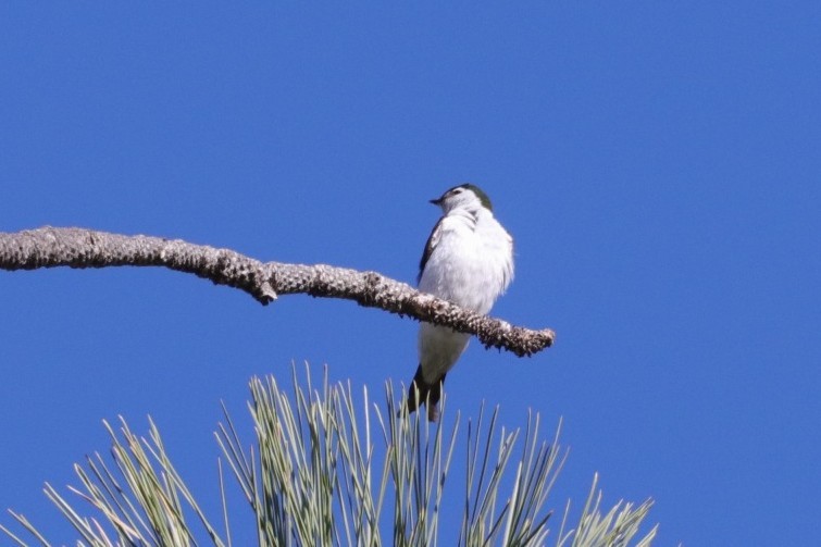 Violet-green Swallow - ML344455611