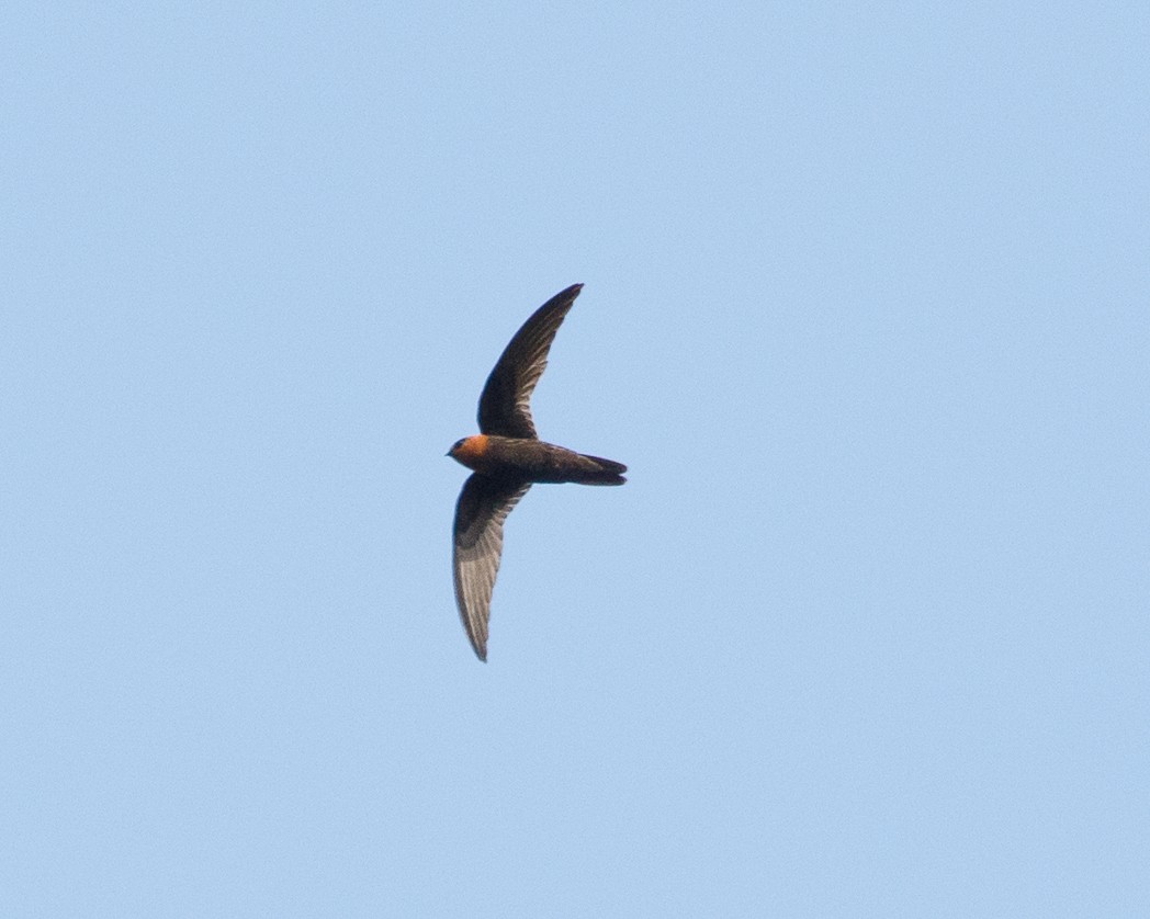 Tepui Swift - ML344455751