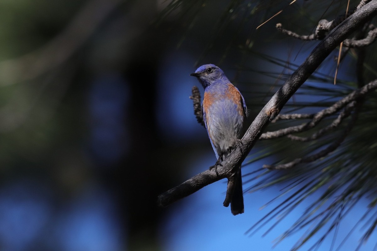 Western Bluebird - Jonathan Vargas