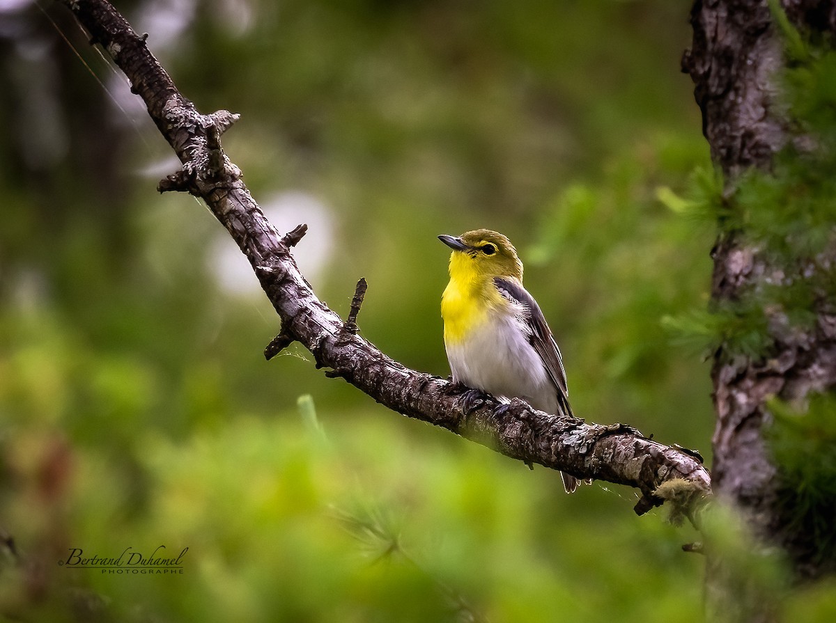 Vireo Gorjiamarillo - ML344457171