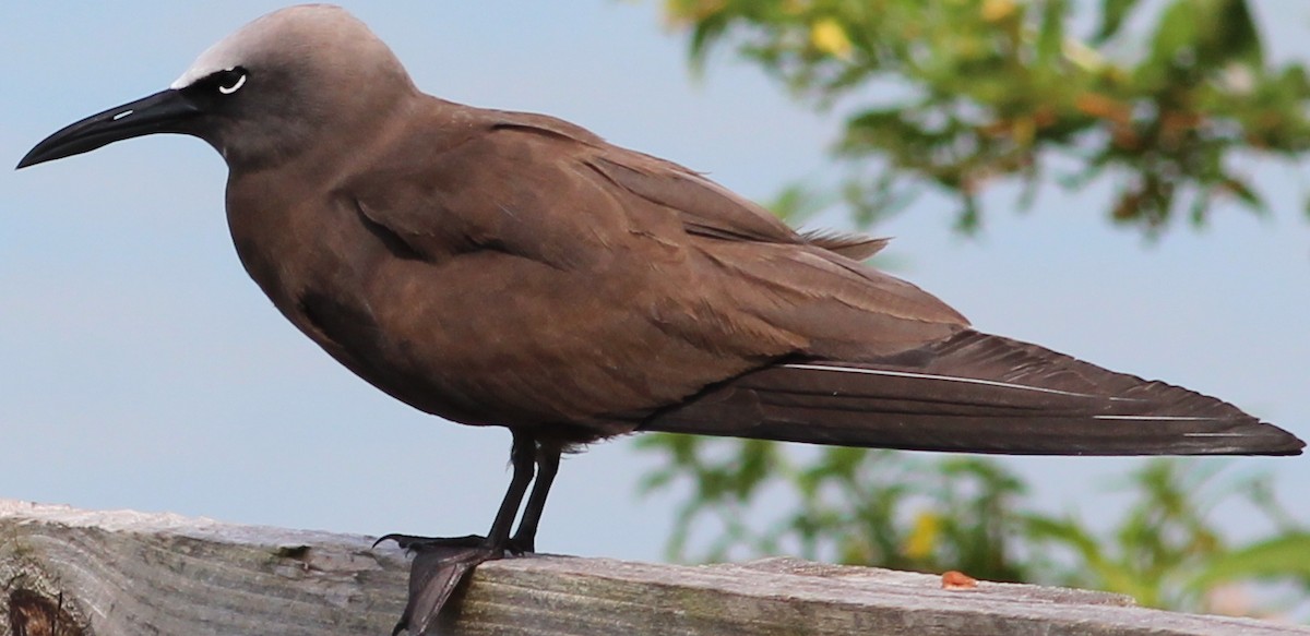 Brown Noddy - ML34445731