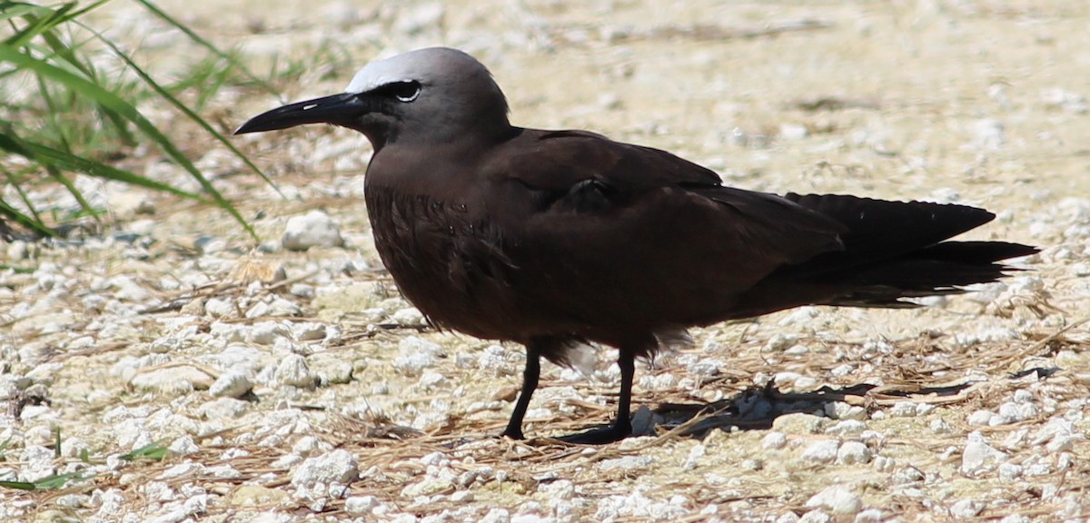 Brown Noddy - ML34445801